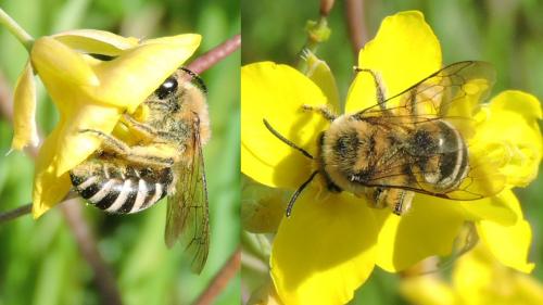 Colletes sp.
